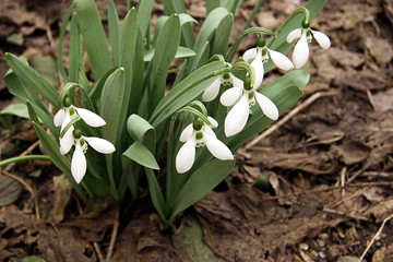 Snowdrop in the wood