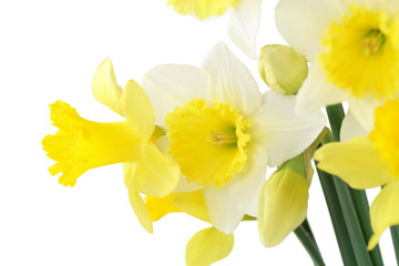 Fresh Daffodils