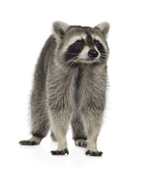 raccoon (9 months) -  Procyon lotor