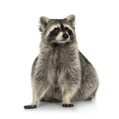 raccoon (9 months) -  Procyon lotor © Eric Isselée