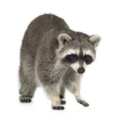 raccoon (9 months) -  Procyon lotor