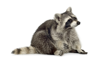 raccoon (9 months) -  Procyon lotor © Eric Isselée