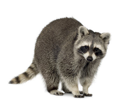 Fototapeta raccoon (9 months) -  Procyon lotor