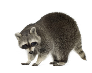 raccoon (9 months) -  Procyon lotor