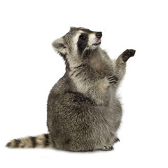 raccoon (9 months) -  Procyon lotor © Eric Isselée