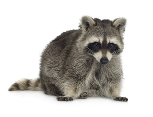 raccoon (9 months) -  Procyon lotor