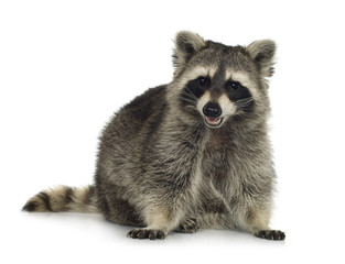 raccoon (9 months) -  Procyon lotor - obrazy, fototapety, plakaty