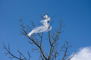 Sac plastique accroché à la branche d'un arbre 