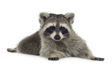raccoon (9 months) -  Procyon lotor