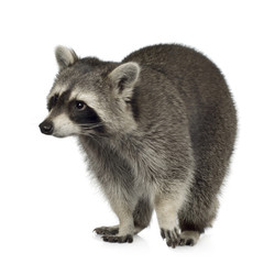raccoon (9 months) -  Procyon lotor