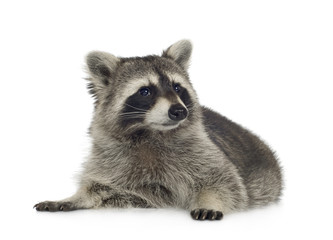 raccoon (9 months) -  Procyon lotor