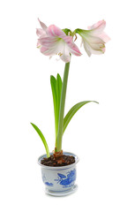 potted blooming amaryllis