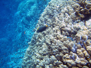 ll reef