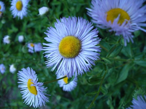 Camomile