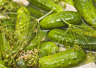 Homemade pickles in brine