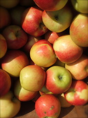 Closeup of Harvest Fresh Organic Orchard Apples in Wooden Crate