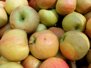 Closeup of Harvest Fresh Organic Orchard Apples in Wooden Crate