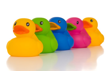 Multicolor Ducks