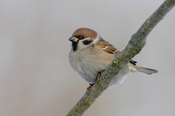 Sparrow