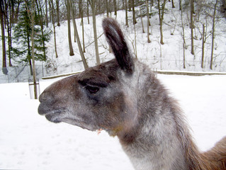 Portrait of Lama © Lucy 