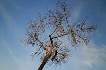 árbol con hojas de otoño