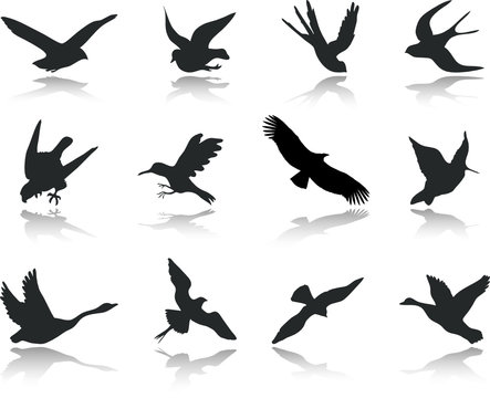 Set icons - 13. Birds. Set of twelve vector icons
