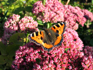 Colorful Monarch butterfly