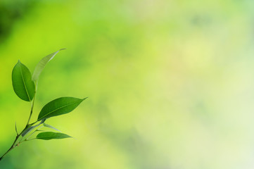 Leaves background
