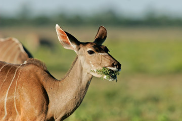 Female kudu antelope (Tragelaphus strepsiceros)