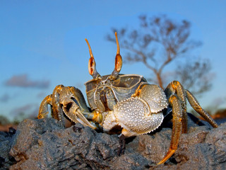 Ghost crab on rocks, Mozambique