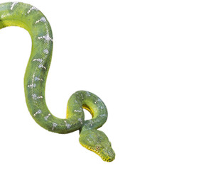 Emerald tree boa isolated on white