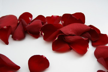 petals isolated