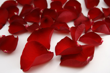 red red petals