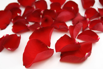 bright red petals