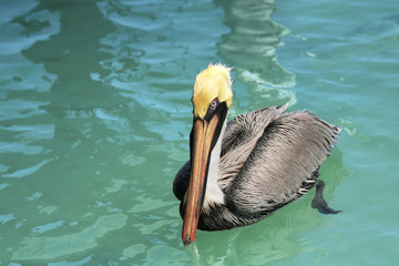 Lounging in the cool water