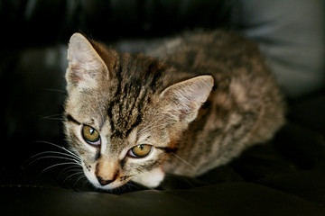 lying cat looking from below on black background