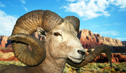 A Bighorn at the Vermilion Cliffs