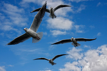 möwen am himmel