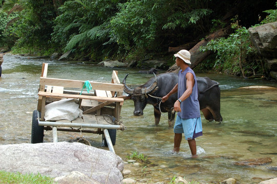 Farmer harnessing carabow to cart