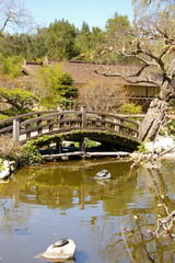 Fototapeta na wymiar Japoński most łukowy nad stawem