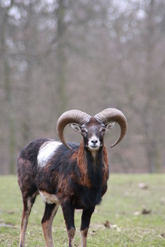 Muffelwidder