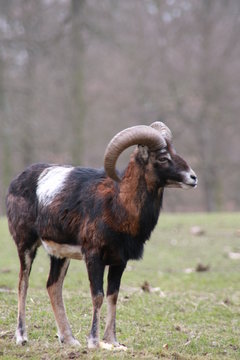 Muffelwidder