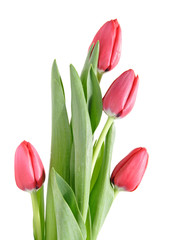 four red tulips isolated on white