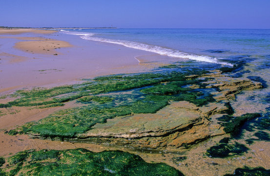 ALGUES SUR UNE PLAGE DE L' ATLANTIQUE (2)