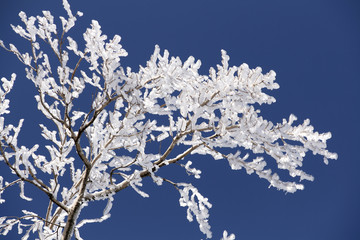 Frozen branches