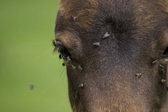zwergpony