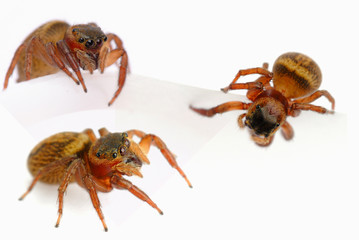 Arachnid
