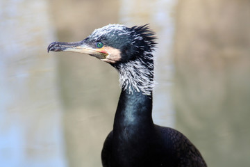 Cormorant