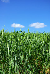 Field of green wheat with blue sky and some clouds.