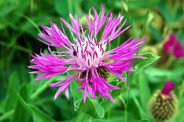 Obraz premium flora alpejska, kwiat ostu